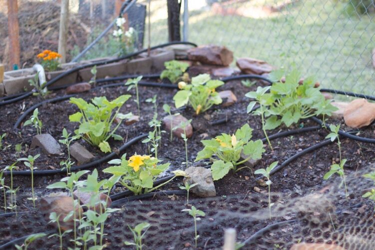 Why, how and when to water plants